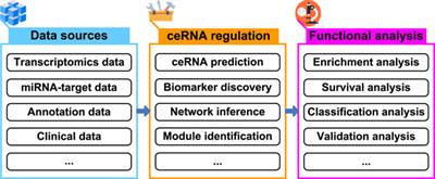 Editorial: Computational Identification of ceRNA Regulation